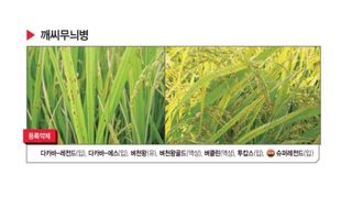 대산농사대장님의 벼 · 자유게시판 작성글 사진