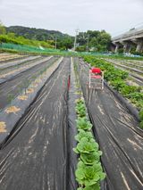 팜모닝 자유주제·자유게시판 게시글 이미지
