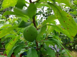 들무새님의 농사, 무엇이든 물어보세요! · 참여글 작성글 사진