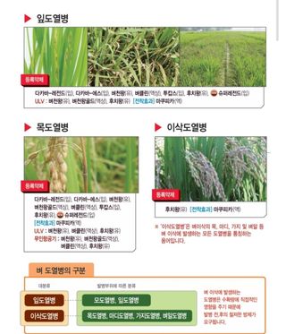 대산농사대장님의 벼 · 자유게시판 작성글 사진