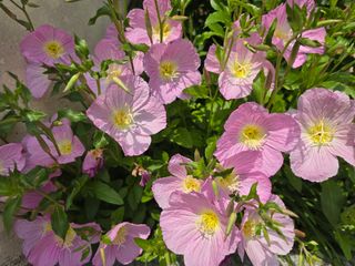 배영이님의 작성글 사진