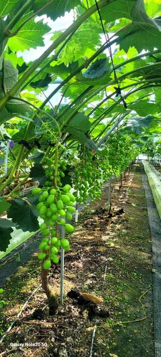 서대산향수님의 🍎 농부님들! '적과'하셨나요? · 참여글 작성글 사진
