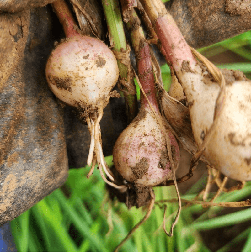 조새힘님의 장터 판매 상품 [25년 수확한 홍산마늘 단구 외통마늘(종자용) 500g, 1kg] 첨부 사진