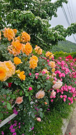 배성은365님의 자유주제 · 자유게시판 작성글 사진