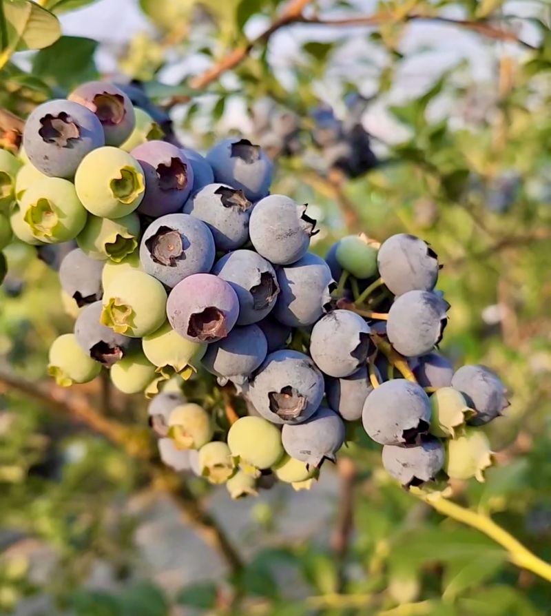 농부손녀님의 장터 판매 상품 [(슈퍼푸드) 블루베리 생과 500g 1kg ] 첨부 사진
