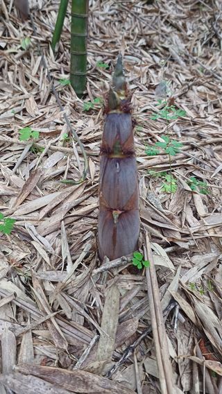 산골촌부님의 자유주제 · 자유게시판 작성글 사진
