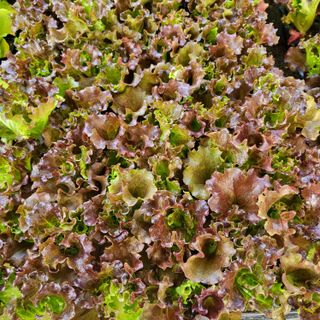 양지모종님의 자유주제 · 자유게시판 작성글 사진