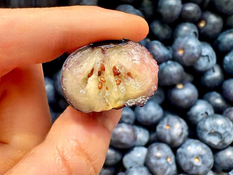 농부손녀님의 장터 판매 상품 [(슈퍼푸드) 블루베리 생과 500g 1kg ] 첨부 사진