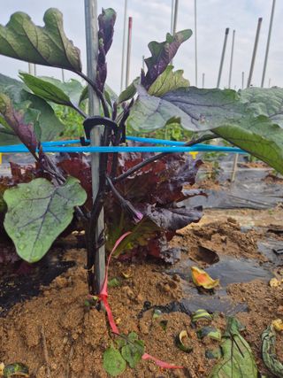 우리농장주님의 농사, 무엇이든 물어보세요! · 참여글 작성글 사진