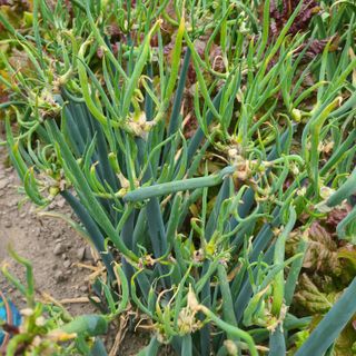 knlee님의 작성글 사진