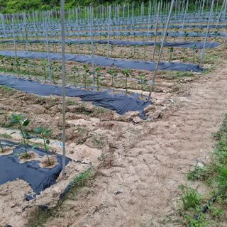 오영도님의 자유주제 · 자유게시판 작성글 사진