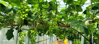 서대산향수님의 🍎 농부님들! '적과'하셨나요? · 참여글 작성글 사진