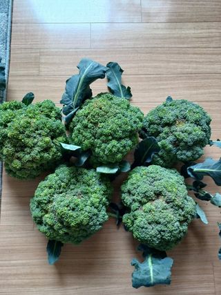 이상철님의 농사, 무엇이든 물어보세요! · 참여글 작성글 사진