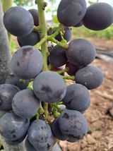 팜모닝 포도·자유게시판 게시글 이미지