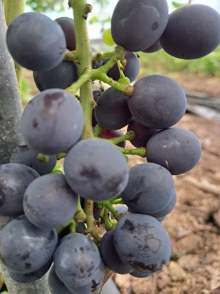 포도님의 포도 · 자유게시판 작성글 사진