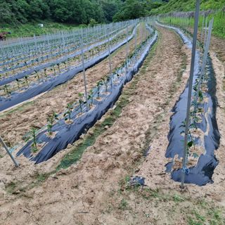 오영도님의 자유주제 · 자유게시판 작성글 사진