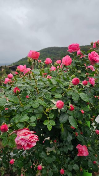 배성은365님의 자유주제 · 자유게시판 작성글 사진