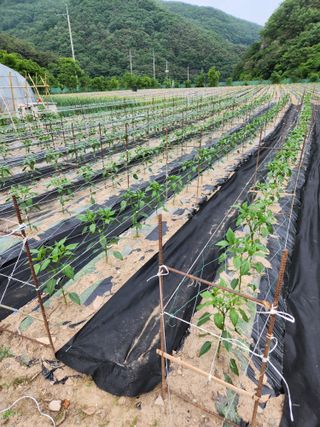 농군님의 자유주제 · 자유게시판 작성글 사진