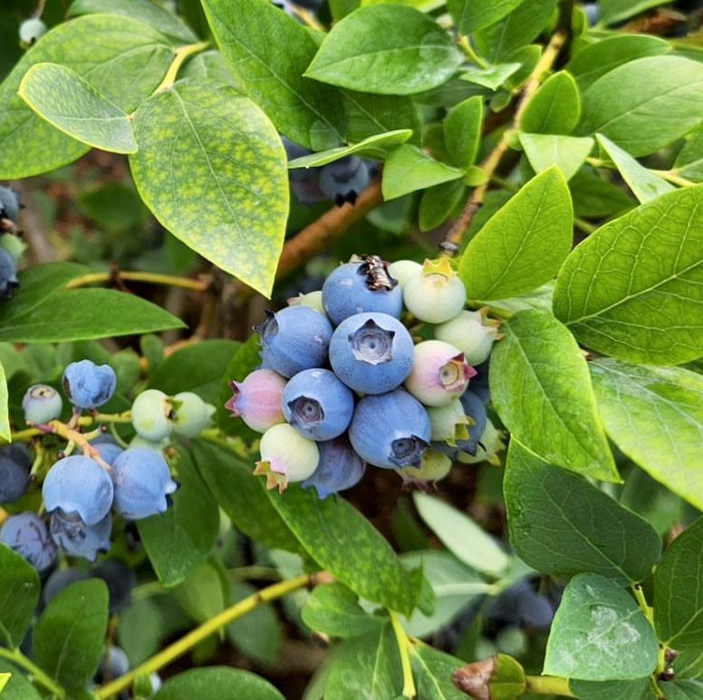 농부손녀님의 장터 판매 상품 [(슈퍼푸드) 블루베리 생과 500g 1kg ] 첨부 사진