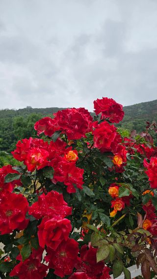 배성은365님의 자유주제 · 자유게시판 작성글 사진