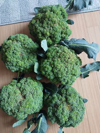 이상철님의 농사, 무엇이든 물어보세요! · 참여글 작성글 사진