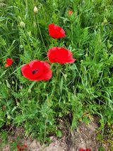 팜모닝 자유주제·자유게시판 게시글 이미지