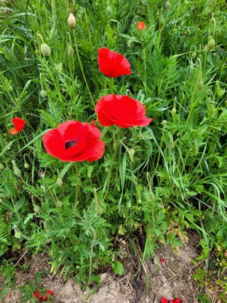 (어울림)님의 자유주제 · 자유게시판 작성글 사진