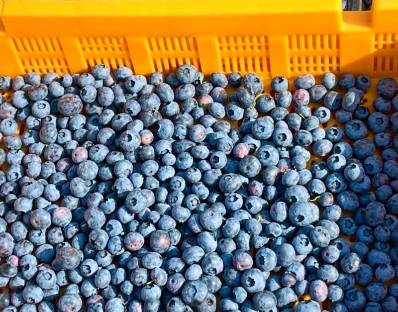 농부손녀님의 장터 판매 상품 [(슈퍼푸드) 블루베리 생과 500g 1kg ] 첨부 사진