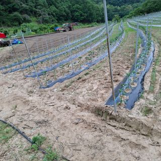오영도님의 자유주제 · 자유게시판 작성글 사진