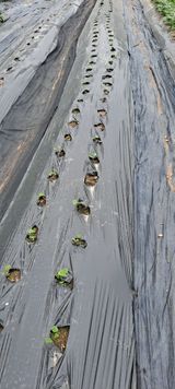 팜모닝 자유주제·자유게시판 게시글 이미지