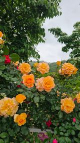 팜모닝 자유주제·자유게시판 게시글 이미지