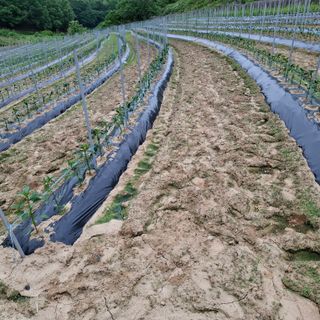 오영도님의 자유주제 · 자유게시판 작성글 사진