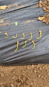 팜모닝 고추·자연재해•동물피해 게시글 이미지