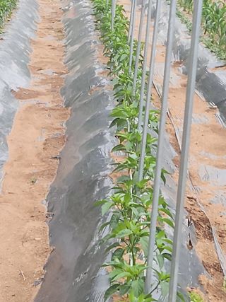 선우농장님의 자유주제 · 자유게시판 작성글 사진