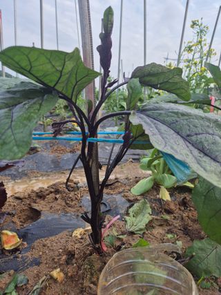 우리농장주님의 농사, 무엇이든 물어보세요! · 참여글 작성글 사진