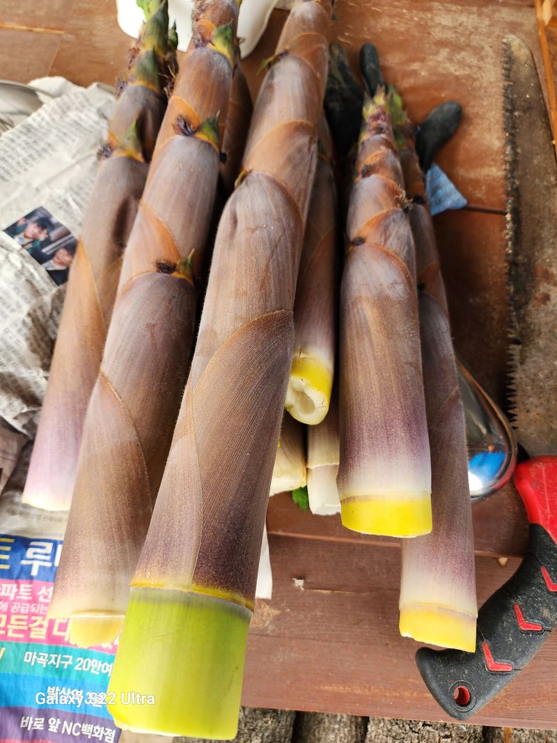 장터 상품 [죽순] 썸네일