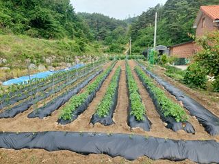 관음손가네님의 자유주제 · 자유게시판 작성글 사진