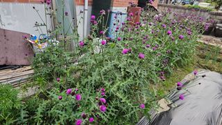 삼례텃밭지기님의 자유주제 · 자유게시판 작성글 사진