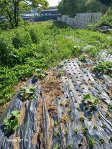 팜모닝 자유주제·자유게시판 게시글 이미지