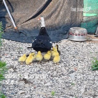 민들레님의 자유주제 · 자유게시판 작성글 사진