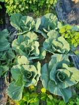 팜모닝 자유주제·자유게시판 게시글 이미지