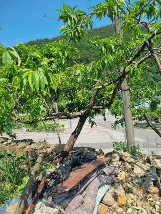 김용대님의 자유주제 · 자유게시판 작성글 사진