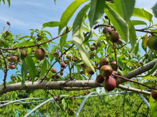 이종선회원님의 🍎 농부님들! '적과'하셨나요? · 참여글 작성글 사진