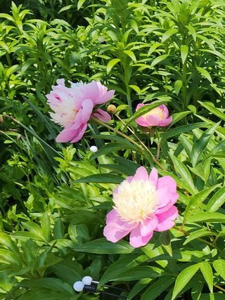 하은와송~♡♡♡~님의 자유주제 · 자유게시판 작성글 사진