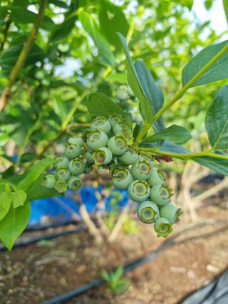 팜모닝회원 정정섭 님의 자유주제 · 자유게시판 작성글 사진