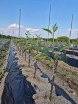 팜모닝 자유주제·자유게시판 게시글 이미지