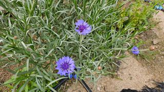 삼례텃밭지기님의 자유주제 · 자유게시판 작성글 사진