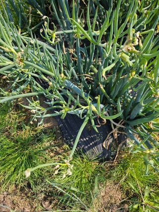 김제일주농장님의 자유주제 · 자유게시판 작성글 사진