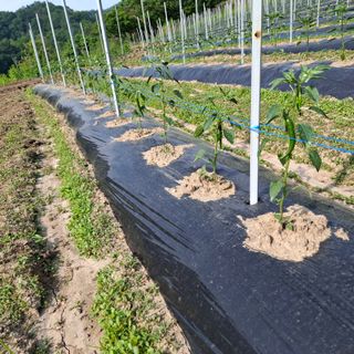 오영도님의 자유주제 · 자유게시판 작성글 사진