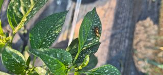 힐링농장님의 자유주제 · 자유게시판 작성글 사진